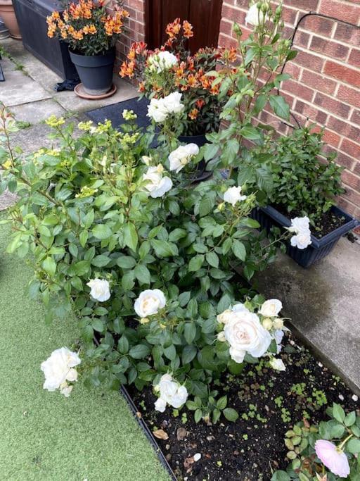 Garden Flat In
