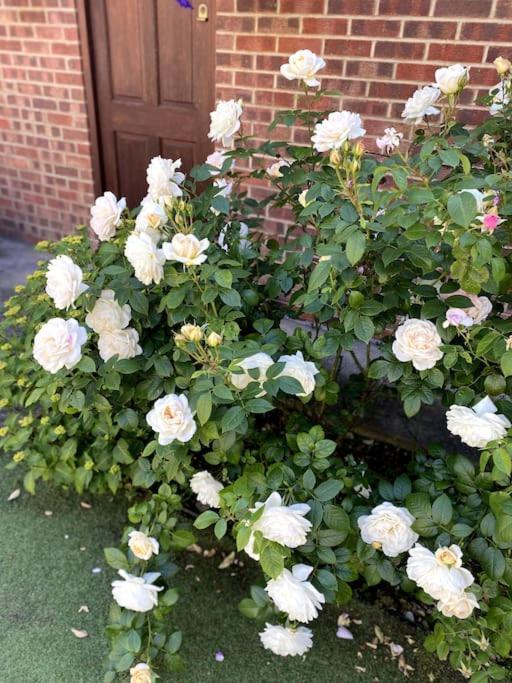 Garden Flat In