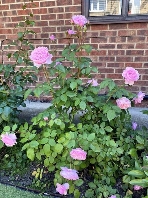 Garden Flat In